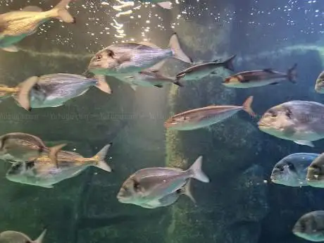 Photo de Aquarium