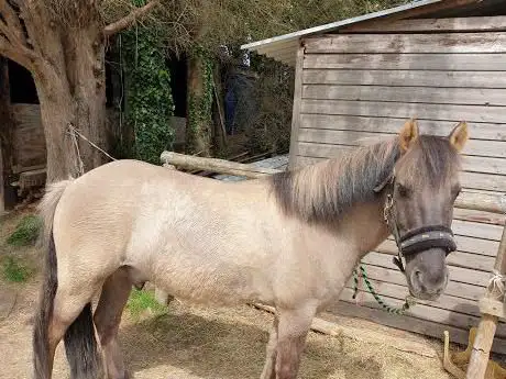 Photo de elm lane equestrian club