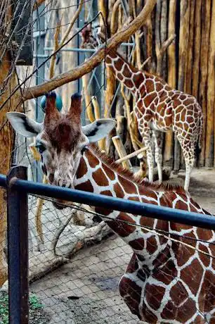 Photo de Lewa Giraffenhaus