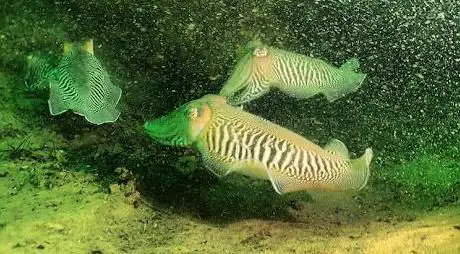 Photo de Atlantique Plongée Bassin