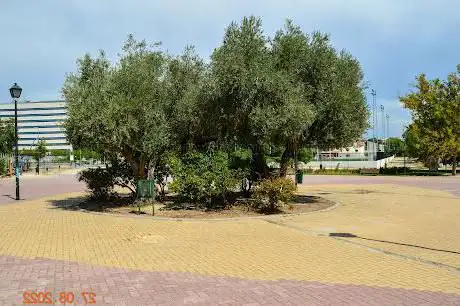 Photo de Olivo en plaza de rosales. Parque Pradolongo