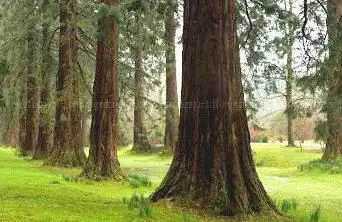 Photo de Benmore Botanic Garden