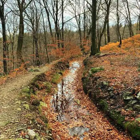 Naturwaldzelle Kreitzberg
