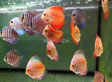 Photo de aquarium