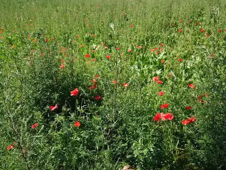Photo de Poppy Field