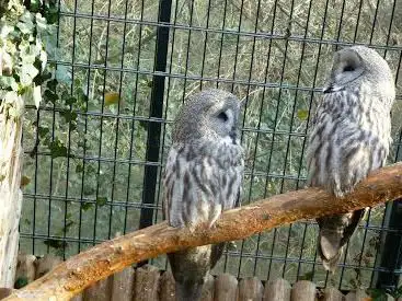 Vogelvoliere am Lauterberg