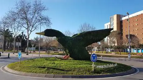 Photo de Canard végétal
