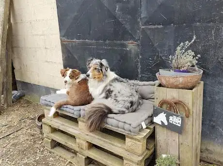 Stal de Groenen Dijk vzw