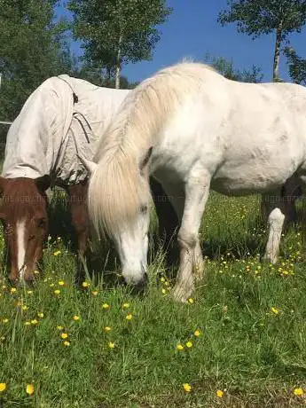 VZW Bornemse IJslanderclub