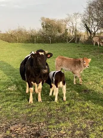 Photo de Ferme Pédagogique Enfile tes bottes 85
