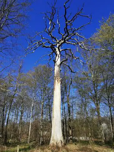 Photo de EichenkÃ¶nig