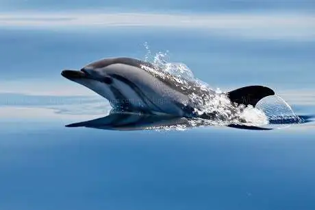 Vertical Horizon Whale Watching