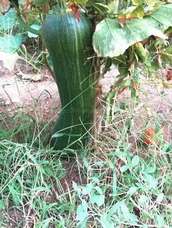 Photo de Guymier Garden