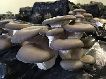 Photo de La Maison des Champignons