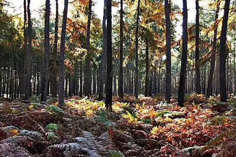 Photo de Rowney Warren Wood