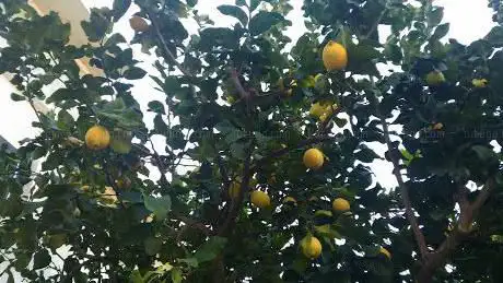 Terridi