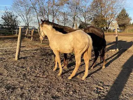 Cobi ranch