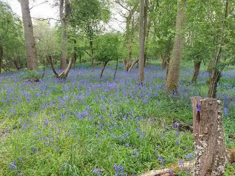 Photo de Hawkins Wood