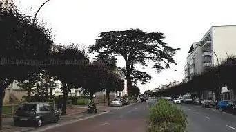 Cèdre du Liban