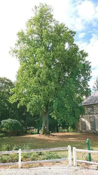 Photo de Tulipier De Virginie (arbre remarquable)