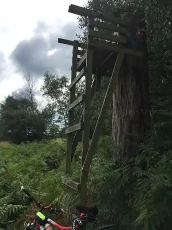 Tilgate Forest