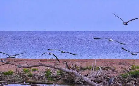Photo de Caseta Ornitològica Delta de la Tordera