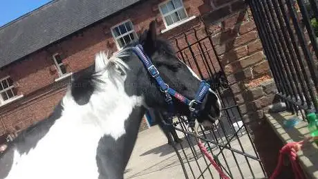 Photo de Weelsby Park Equestrian Centre