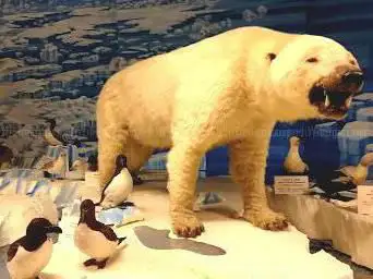 Photo de Strasbourg Zoological Museum