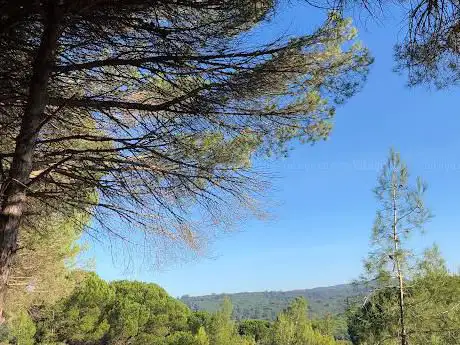 Photo de Forêt Rahrah