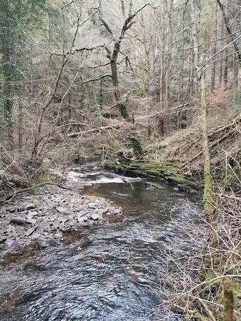 Coed Troserch