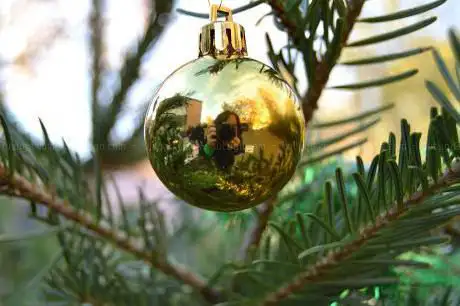 Photo de Ãrboles de Navidad Naturales