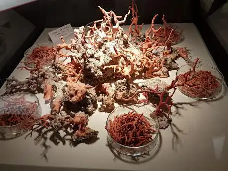 Coral Museum