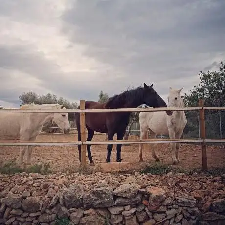 Photo de Equi-Lliure