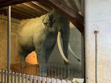 Photo de Fritz, L'éléphant empaillé