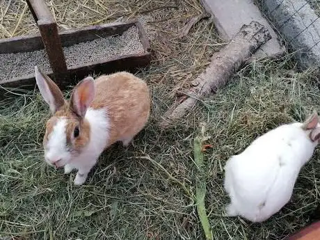 Nino e Gisella