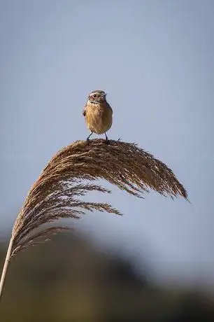 Photo de Riserva naturale orientata Biviere di Gela
