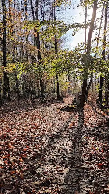 Forêt de la Galissonnière
