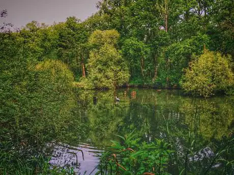 Etang de bechevet