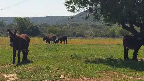 Photo de Masseria Russoli