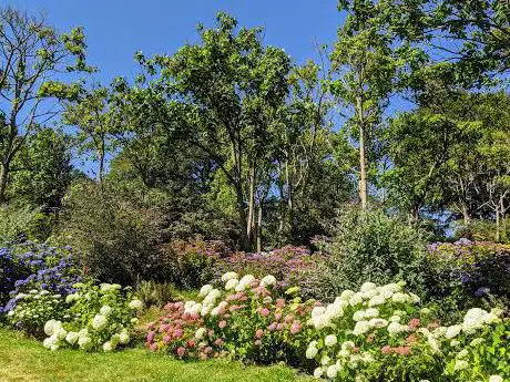 Jardin Shamrock