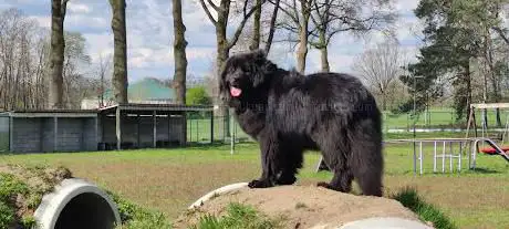 Hondenspeeltuin Sazilu