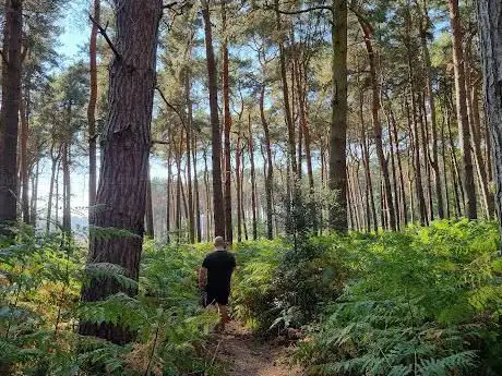 Photo de Sansom Wood