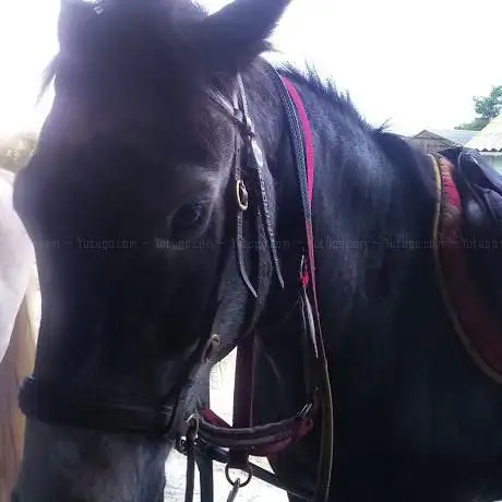 Photo de Les Chevaux Du Bel Air
