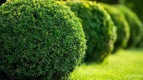 Photo de O'Jardins 66