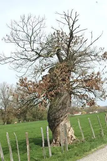 Arbre très ancien