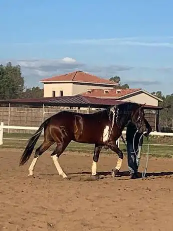 PSN Horse Ranch