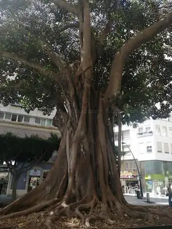 Photo de Ficus Centenario