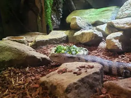 Vivarium (20)