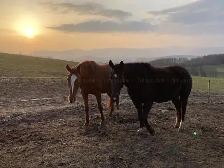 Photo de Ponyhof
