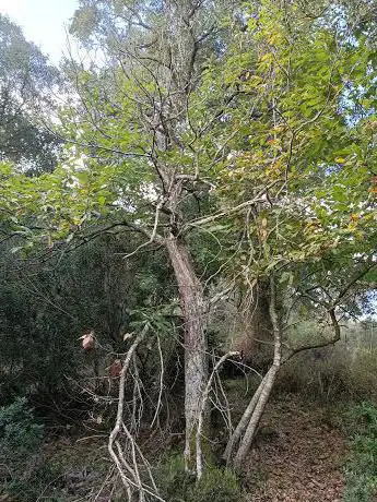 Sorgente Perd'e Sarrasa
